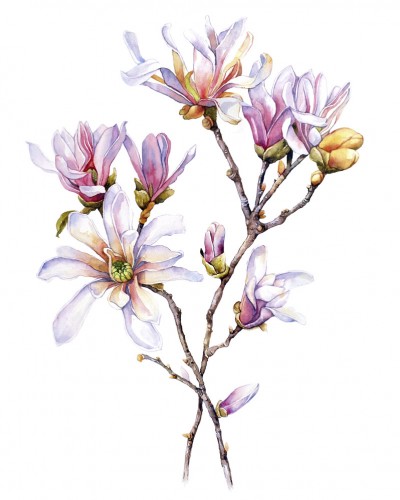 Dr. Holly Giannatselis magnolia